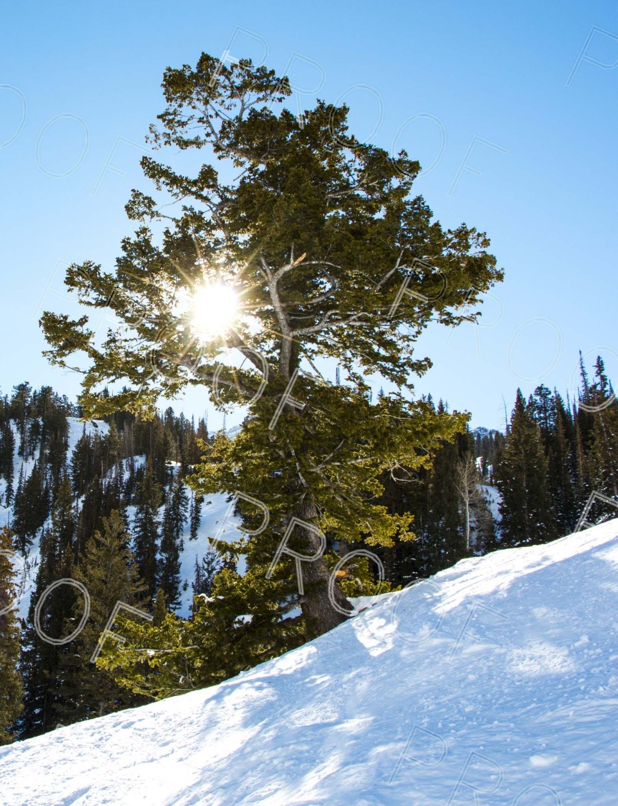 After: the tree and snow slope with the tiled outline text still partly visible